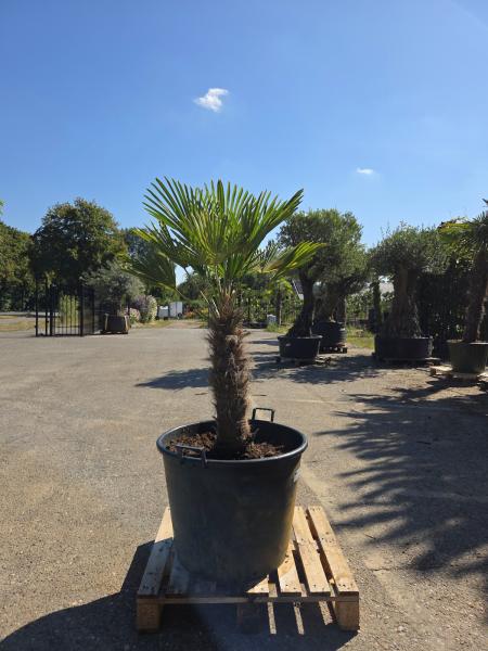 Hanfpalme-Trachycarpus-Wagnerianus-16-3