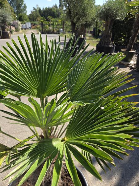 Winterharte Hanfpalme Trachycarpus Wagnerianus 155 cm ↑ genau diesen im Bild ↑ Nr.16-3