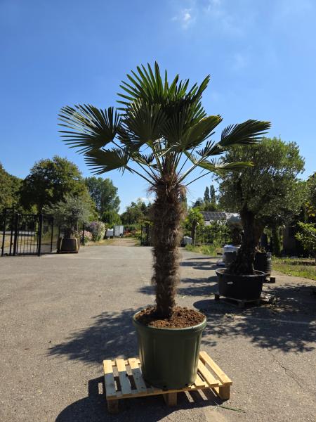 Hanfpalme-Trachycarpus-Wagnerianus-16-6