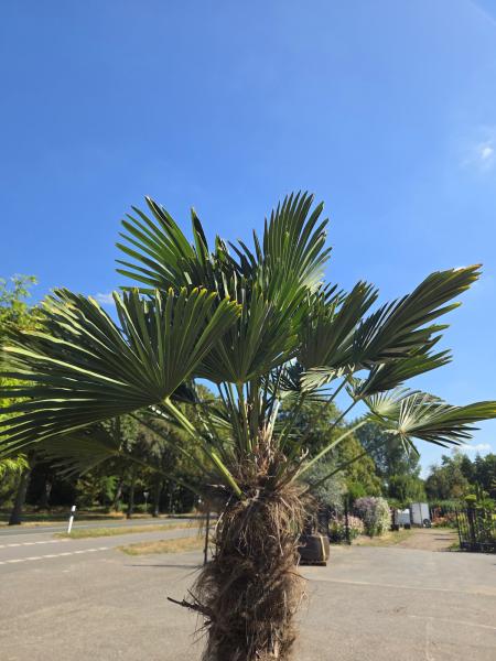 Winterharte Hanfpalme Trachycarpus Wagnerianus 260 cm ↑ genau diesen im Bild ↑ Nr.16-6