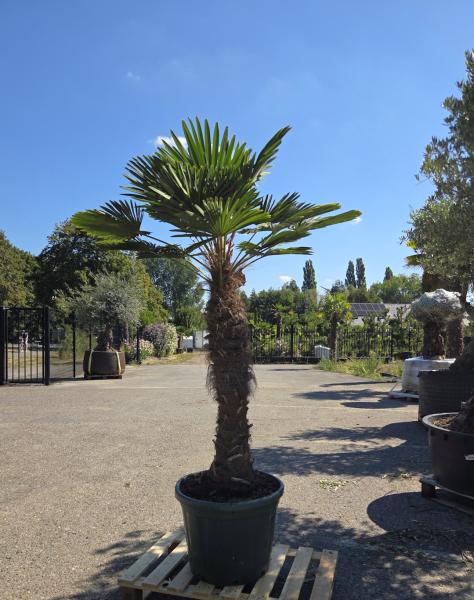 Hanfpalme-Trachycarpus-Wagnerianus-16-7