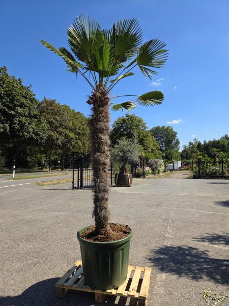 Hanfpalme-Trachycarpus-Wagnerianus-16-8