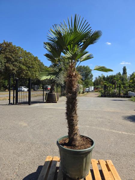 Hanfpalme-Trachycarpus-Wagnerianus-16-12