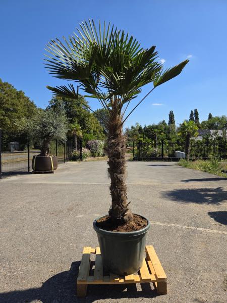 Hanfpalme-Trachycarpus-Wagnerianus-16-14