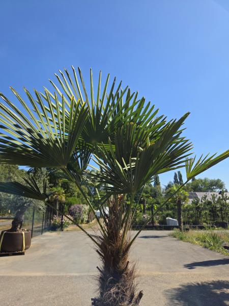 Winterharte Hanfpalme Trachycarpus Wagnerianus 205 cm ↑ genau diesen im Bild ↑ Nr.16-14