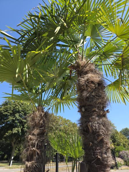 Winterharte Hanfpalme Trachycarpus Fortunei 270 cm - genau diesen - Nr.16-16