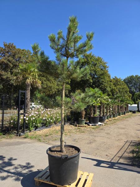 Pinus-nigra-Schwarzkiefer-Nr1