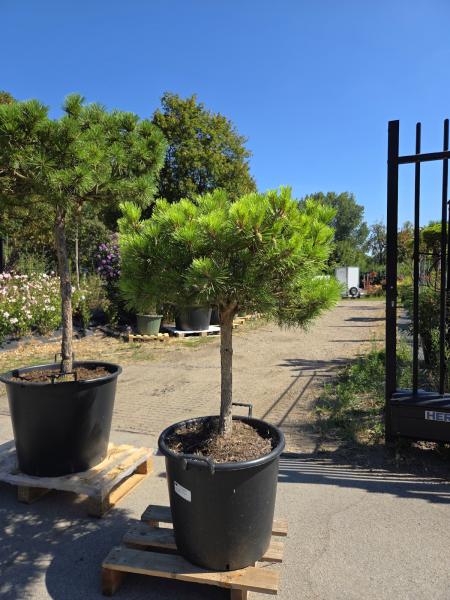 Pinus-nigra-Pierrick-Bregeon---Nr.P1