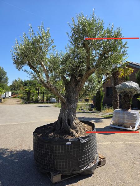 Olivenbaum Hojiblanca 300 cm -  (ca. 150 Jährig) Mega Olivenbaum Nr.171