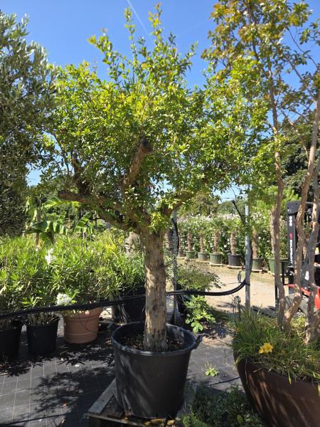 Granatapfel-Baum-kaufen-von-260cm-Punica-granatum-Nr-6-23-4092