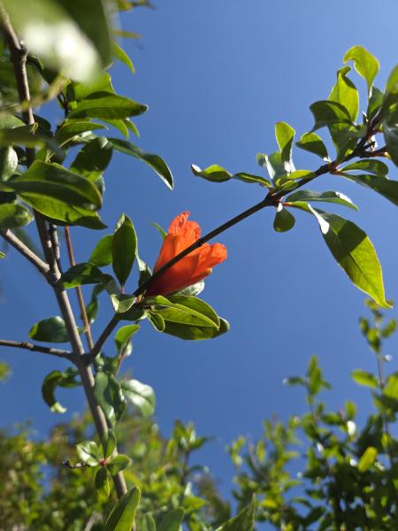 ↑ Sie erhalten genau diesen Granatapfel Baum ↑ 260cm ´Punica granatum´.