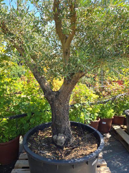 Olivenbaum Hojiblanca  220 cm -  (ca. 90 Jährig) mit verzweigter Blattkrone - Nr.174