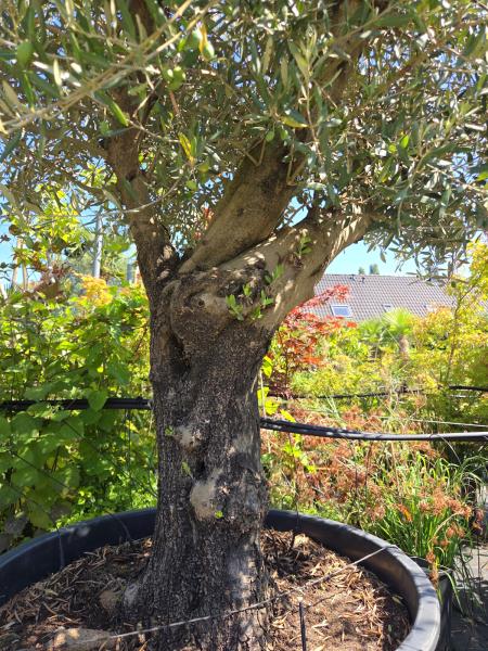 Olivenbaum Hojiblanca  250 cm -  (ca. 90 Jährig) mit verzweigter Blattkrone - Nr.180