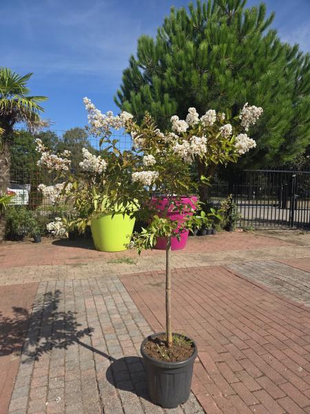 Lagerstroemia-indica-pink-nr.1