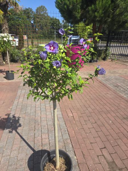 Garten-Hibiskus halbstamm - 80cm Stammhöhe - Lila blühend.