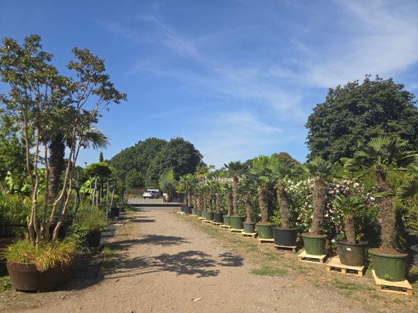 Plantaplaza nrw am 11.08.26