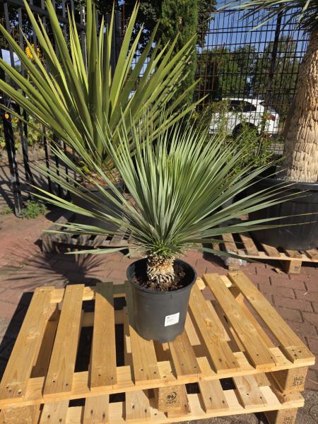 Yucca-Rostrata-3