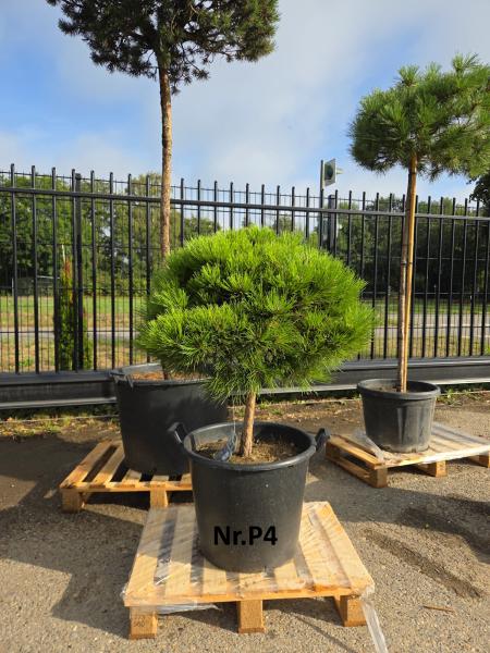 Pinus-nigra-Pierrick-Marie---Nr-P4