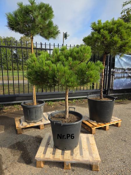 Pinus-nigra-Pierrick-Bregeon---Nr-P6