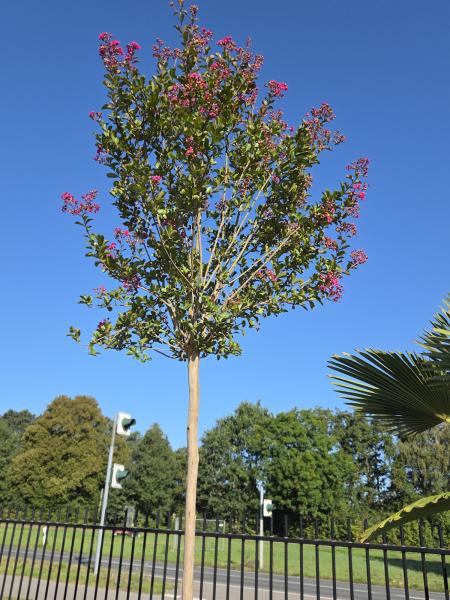 Lagerstroemia-indica-Nr2