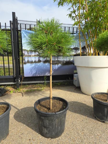 Pinus-nigra-Pierrick-Bregeon---Nr-8