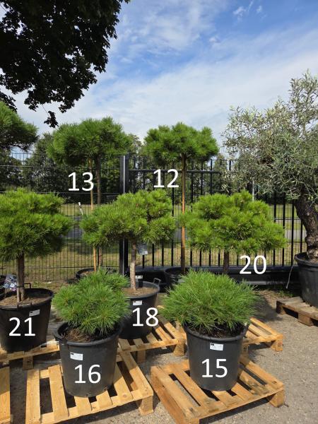 Pinus-nigra-Pierrick-Bregeon---Nr-P16