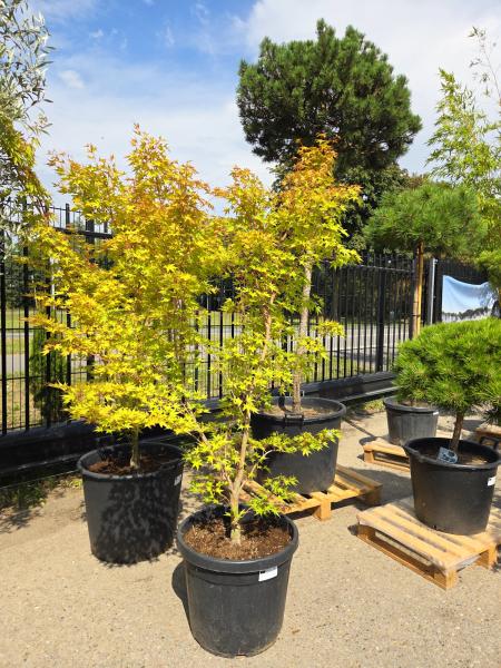 Roter-Faecherahorn-Acer-Palmatum-Sangokaku-Nr-3
