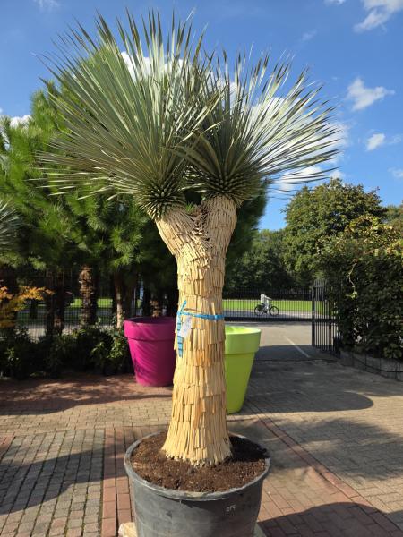Yucca Rostrata 300 cm 2 fach verzweigt -  genau die mit der Nr.7 im Bild.