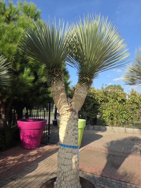 Yucca Rostrata 285 cm 2 fach verzweigt -  genau die mit der Nr.1 im Bild.