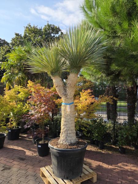 Yucca-Rostrata-2