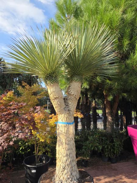 Yucca Rostrata 275 cm 2 fach verzweigt -  genau die mit der Nr.2 im Bild.