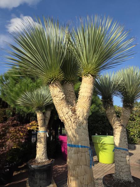 Yucca Rostrata 285 cm 3 fach verzweigt -  genau die mit der Nr.4 im Bild.