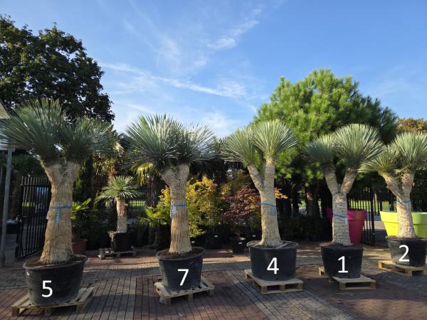 Yucca Rostrata 275 cm 2 fach verzweigt -  genau die mit der Nr.2 im Bild.
