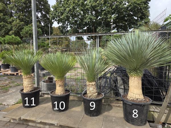 Yucca Rostrata Nr.8