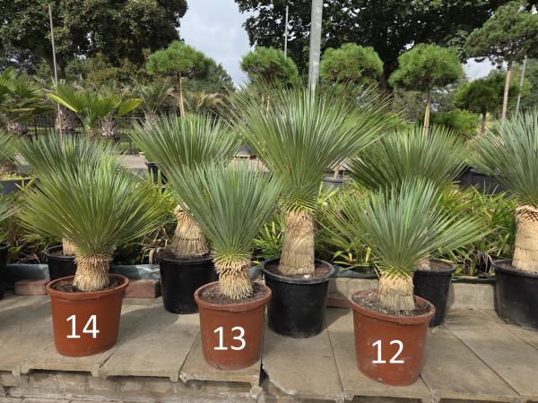 Yucca-Rostrata-14