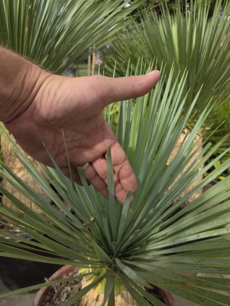 Yucca Rostrata 80 cm - genau den mit der Nr.12