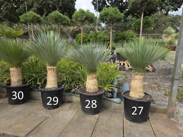 Yucca-Rostrata-Nr-27