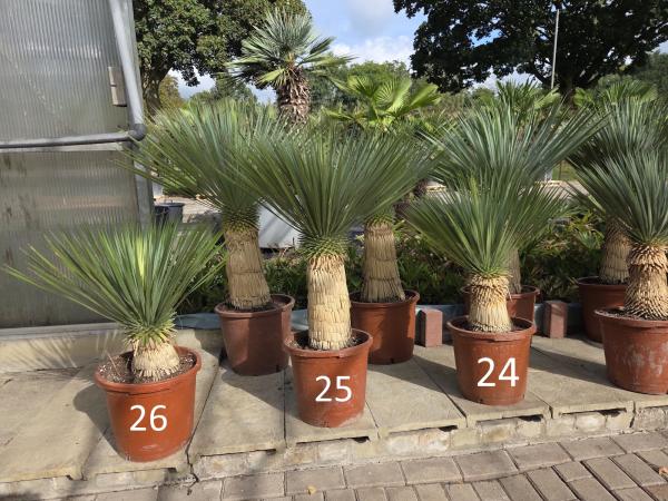 Yucca-Rostrata-24