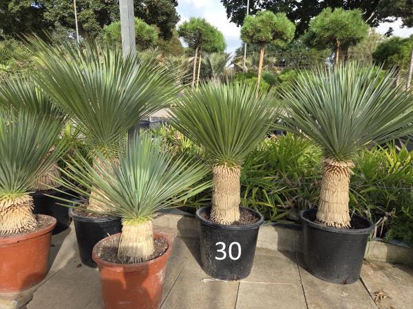 Yucca-Rostrata-Nr-30