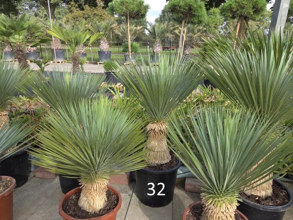 Yucca-Rostrata-Nr-32