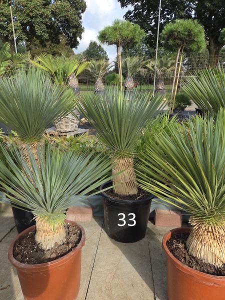 Yucca-Rostrata-Nr-30