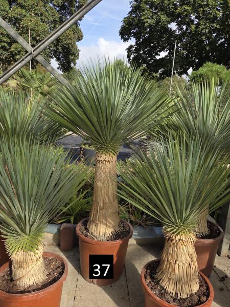 Yucca-Rostrata-Nr-37