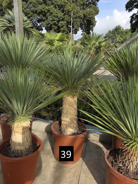 Yucca-Rostrata-Nr-39