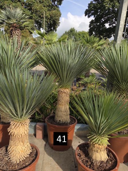 Yucca-Rostrata-Nr-41