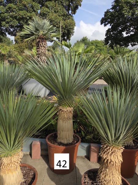 Yucca-Rostrata-Nr-42