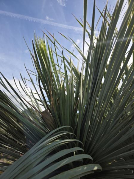 Yucca Rostrata 260 cm 4 Köpfe -  genau die mit der Nr.3 im Bild.