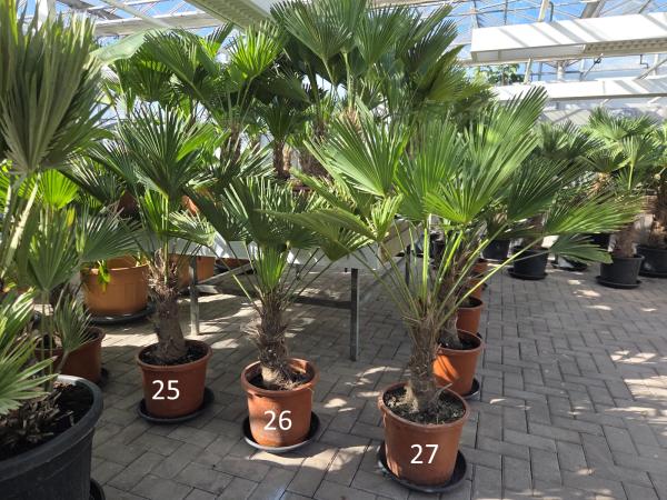 Trachycarpus Wagnerianus Nr.25
