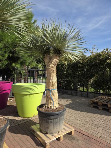 Yucca-Rostrata3