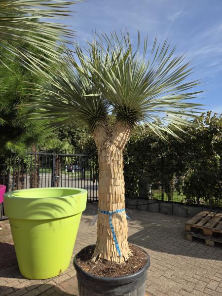 Yucca Rostrata 260 cm 4 Köpfe -  genau die mit der Nr.3 im Bild.