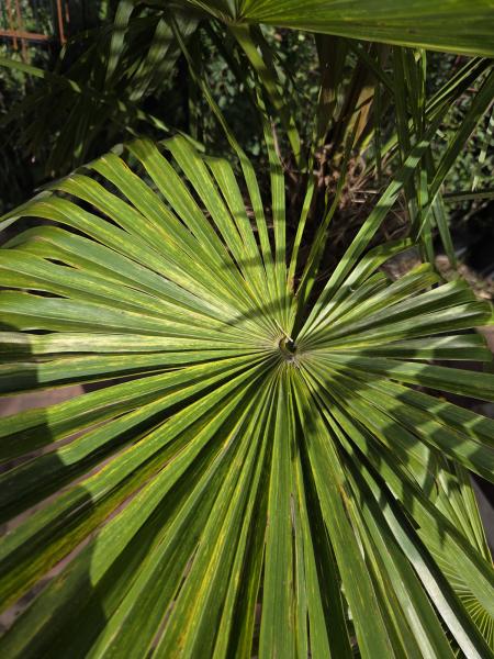 Trachycarpus variegata marmor 140 cm genau die Nr.24